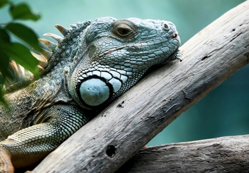 Why Exotic Pets Require Special Care and Attention