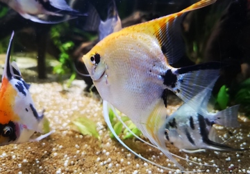 What are the signs that a fish is stressed?