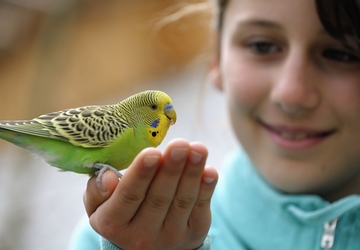 How to Create a Safe Environment for Your Pet Bird