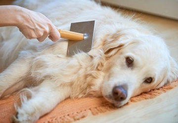 When Do Dogs Shed the Most? Seasonal Patterns Explained