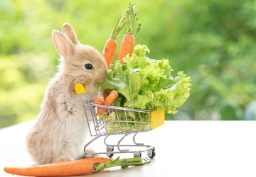 How to Feed Your Rabbit a Healthy Diet