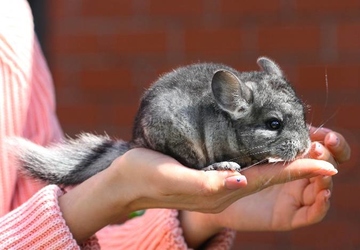 Why Exotic Pets Require Special Care and Attention