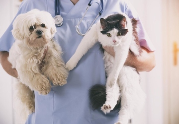 Who is responsible for your pet's health? A comprehensive guide