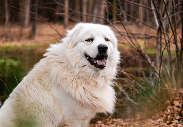 When Do Dogs Shed the Most? Seasonal Patterns Explained