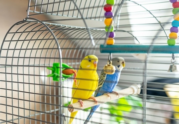 How to Create a Safe Environment for Your Pet Bird