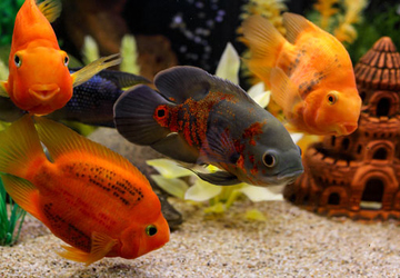 What are the signs that a fish is stressed?