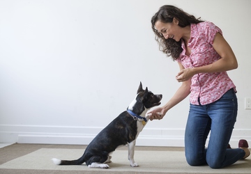 Where to Find the Best Dog Trainer in Chicago