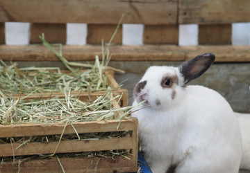 How to Feed Your Rabbit a Healthy Diet