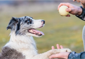 Where to Find the Best Dog Trainer in Chicago